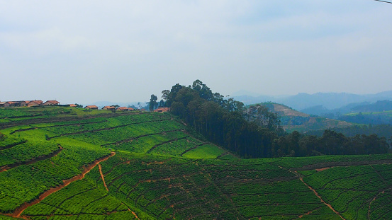 Landscape of green tea plantation on a hill in Rwanda