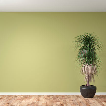 Empty khaki green plaster wall background on hardwood floor with copy space with large potted plant (dracaena marginata) in brown pot. 3D rendered image.