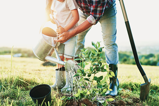 Grandfather and grandson watering with watering can at sunset