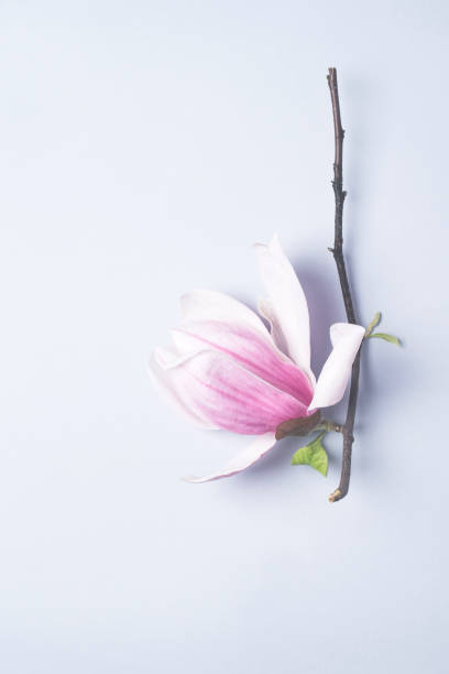 magnólia primavera vida mínima morta. lindas flores de magnólia rosa no fundo azul macio, espaço de cópia para design gráfico. conceito natural zen - sweet magnolia florida flower magnolia - fotografias e filmes do acervo