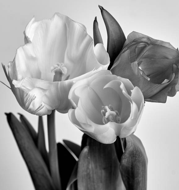 istock bouquet of tulips on a black and white background 1307377336
