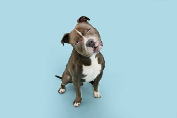 istock Funny American bully dog tilting head side. Isolated on blue pastel background. 1307378152