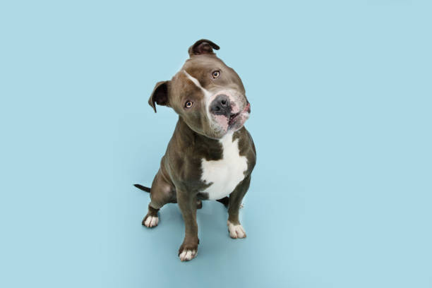 Funny American bully dog tilting head side. Isolated on blue pastel background. Funny American bully dog tilting head side. Isolated on blue pastel background. american bully dog stock pictures, royalty-free photos & images