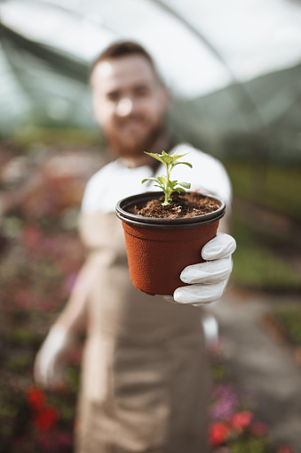 Greenhouse Worker Willingly Giving New Planted Flower In Pot