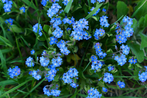 el azul no me olvida de las flores que crecen en el jardín. - myosotis sylvatica fotografías e imágenes de stock