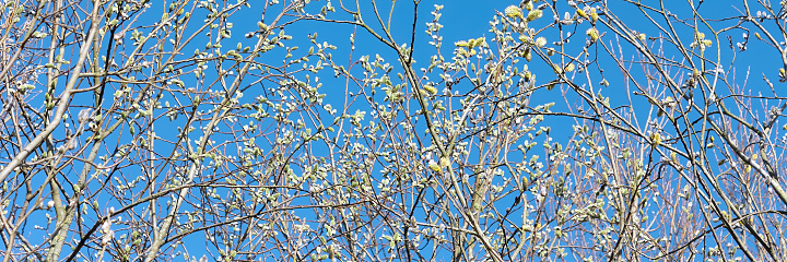 Willow or salix branches with yellow catkins against a saturated blue sky. Springtime banner background.