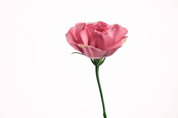 istock Single Pink Lisianthus flower against a plain white background. 1307379867
