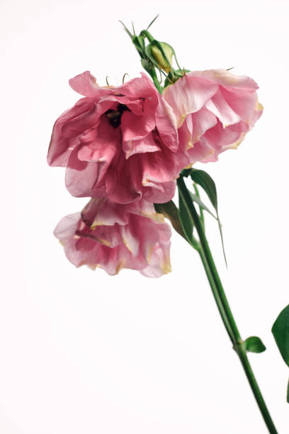 istock Pink Lisianthus flowers against a white background. 1307379874