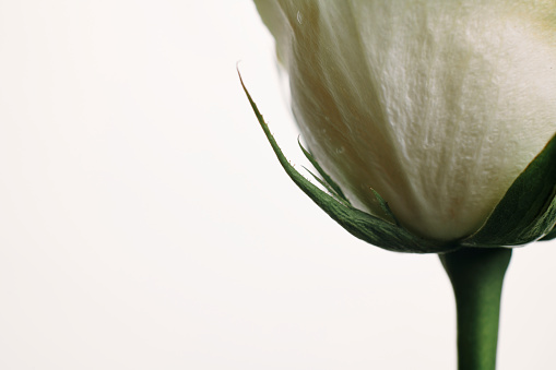 Close up of the underside of a white rose against a plain white background.