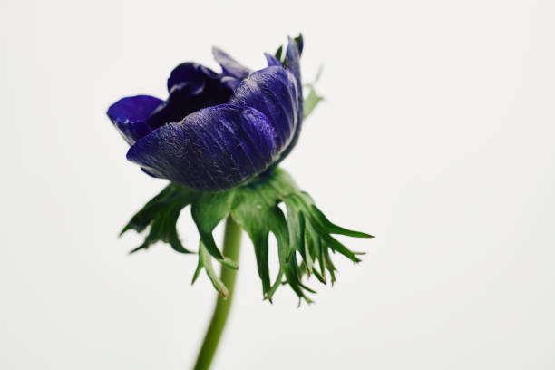 Single Blue Purple Anemone Flower against a plain white background.