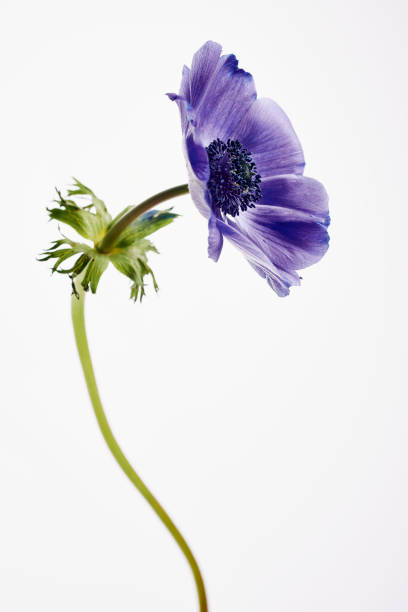 istock Single Blue Purple Anemone Flower against a plain white background. 1307379898