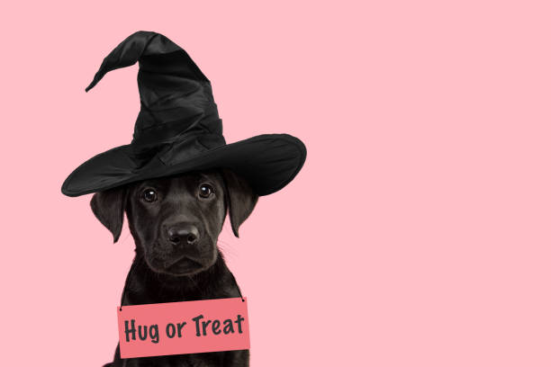 portrait of a cute black labrador retriever puppy wearing a witch hat for halloween going for trick or treat with space for copy - halloween color image horizontal side view imagens e fotografias de stock