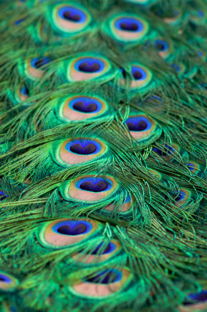 istock Close up of a peacock tail feathers in a full frame pattern 1307380006