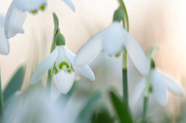 istock Group of blooming snowdrops in pastel colors 1307380025