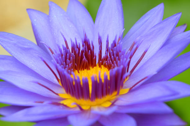 istock Beautiful purple lotus flower 1307380173