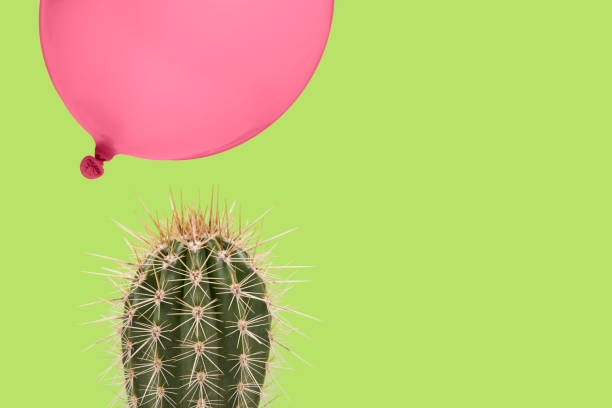 planta de cactus sobre un fondo verde suave con encima flotando un globo rosa como concepto de algo que podría salir mal rápidamente fácilmente - cactus thorns fotografías e imágenes de stock