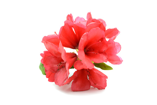 Red rhododendron flower head on white background