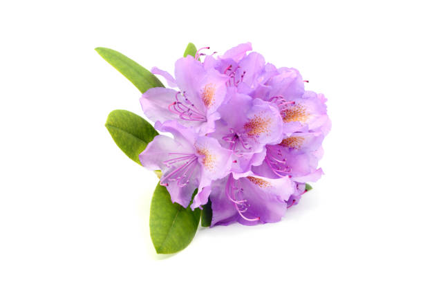 istock purple rhododendron flower head on white background 1307380961