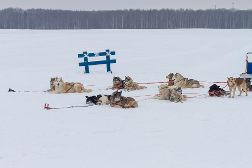 Husky dogs are harnessed to a sleigh and rest lying on the snow after riding in the winter.