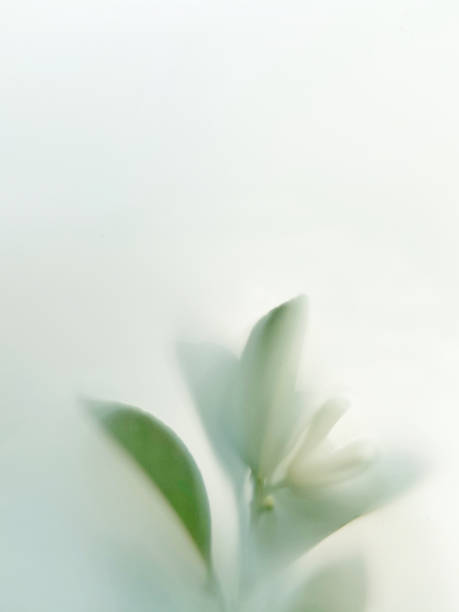 Branch of blossom orange tree with fresh green leaf and white flowers in soft filter effects