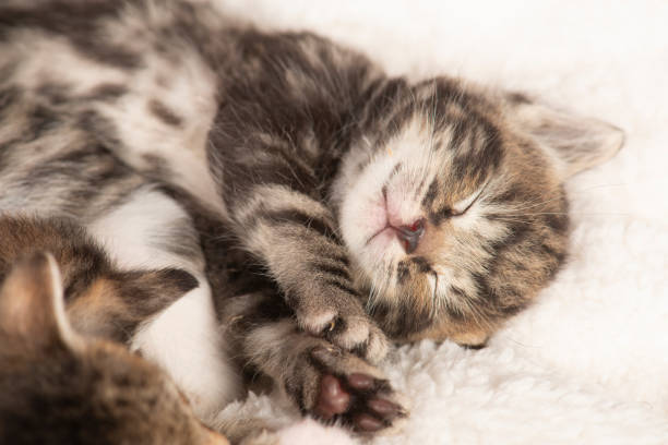 istock Cute tabby kitten sound asleep with eyes closed on a wihte cloth with its siblings 1307381099