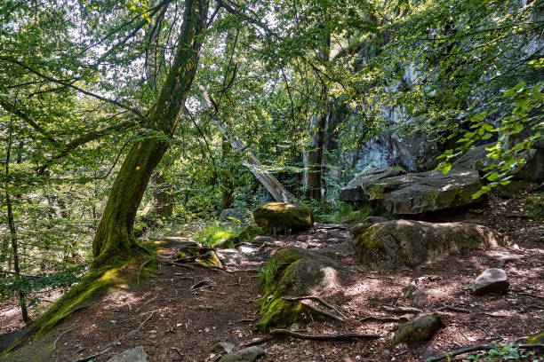Ekkodalen (Echo Valley) - Denmark's longest rift, vicinity of Aakirkeby, Bornholm island, Denmark Ekkodalen (Echo Valley) - boulders in a forest, vicinity of Aakirkeby, Bornholm island, Denmark green valley denmark stock pictures, royalty-free photos & images