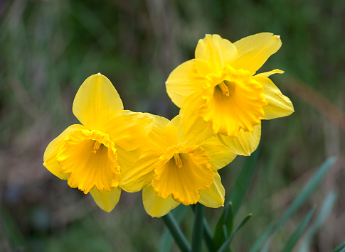 Multiple yellow flowers of common daffodils in a row in March