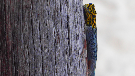 Close up of a colorful skink or gecko at Jambiani, Zanzibar. The skink is on a piece of wood looking at the viewer