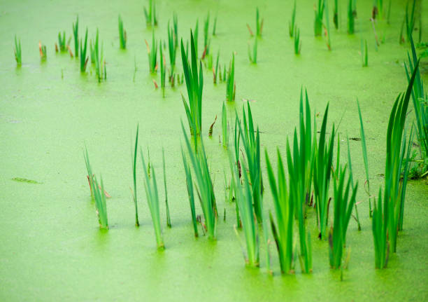 eau stagnante avec des algues vertes et des herbes vert émeraude, angleterre - stagnant photos et images de collection