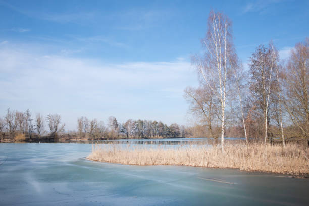 In winter, bare birches and other trees and bushes stand against a blue sky by a partially frozen lake in Bavaria