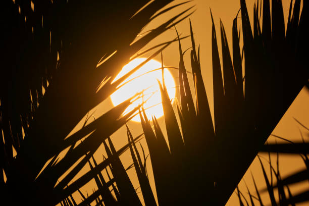 istock palm leaves and vegetation illuminated at dawn 1307383464
