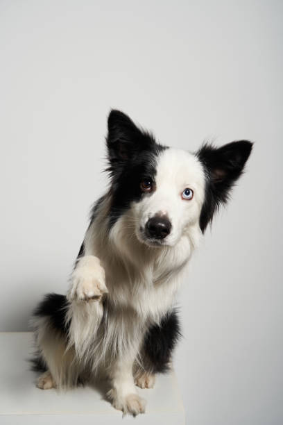 istock Dog with different colored eyes sitting with raised paw 1307383688