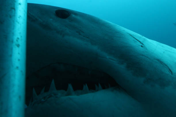 istock great white shark, Carcharodon carcharias,  taking a close look at the bottom cage, Neptune Islands, South Australia 1307384441