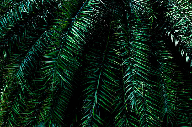 istock tropical green palm leaf and natural background 1307386195