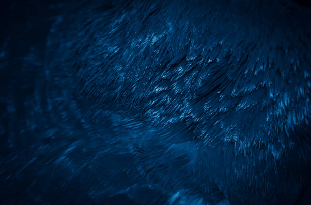 istock blue feather pigeon macro photo. texture or background 1307386665