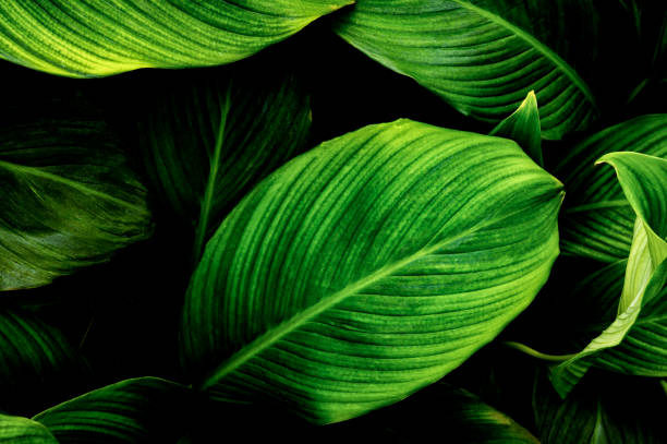istock leaves of Spathiphyllum cannifolium 1307386825