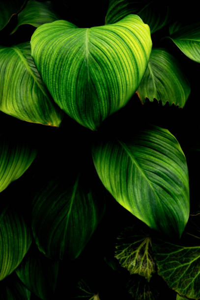 istock leaves of Spathiphyllum cannifolium 1307386844