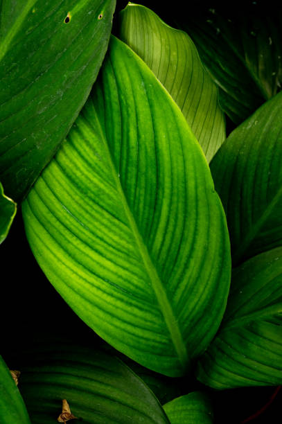 istock leaves of Spathiphyllum cannifolium 1307387415