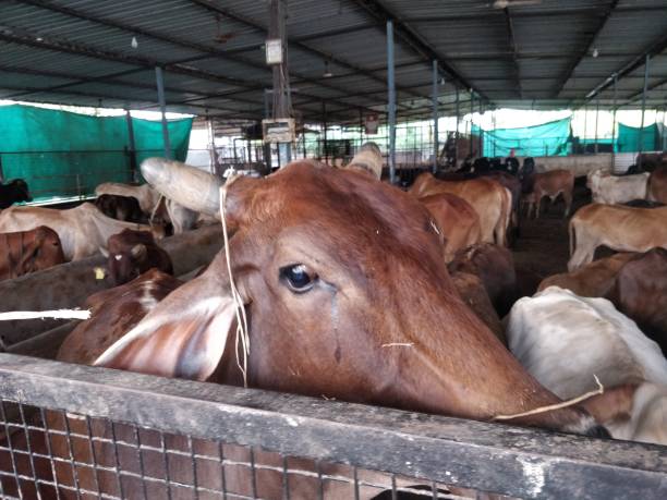 istock Group OF Cows In Ranch 1307387667