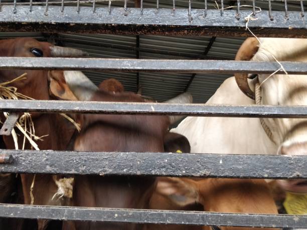 istock Group OF Cows In Ranch 1307387695