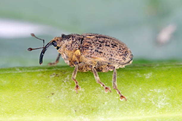 istock Ceutorhynchus pallidactylus (formerly quadridens) Cabbage Stem Weevil is beetle from family Curculionidae. This is pest of oilseed rape (canola) plants. 1307388944