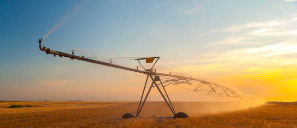istock Irrigation system watering agricultural wheat fields in summer 1307389809