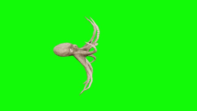 Swimming octopus on green screen. The concept of animal, wildlife, games, back to school, 3d animation, short video, film, cartoon, organic, chroma key, character animation, design element, themes set, loopable