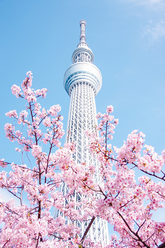 Pink cherryblossom flowers blooming next to Tokyo Skytree