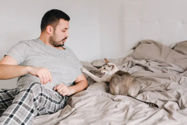 Photo of Caucasian man playing with a cat. Angry furious cat attacking scratching owner master. Guy lying on bed at home with oriental cat. Pet owner with aggressive domestic animal.