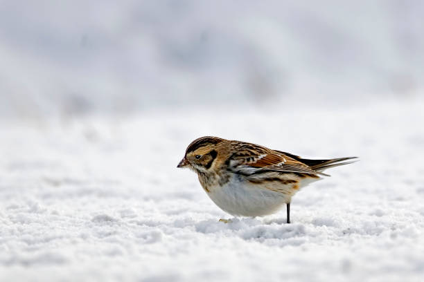 istock Lapland Longspur or Bunting, Calcarius lapponicus, foraging in winter 1307392662