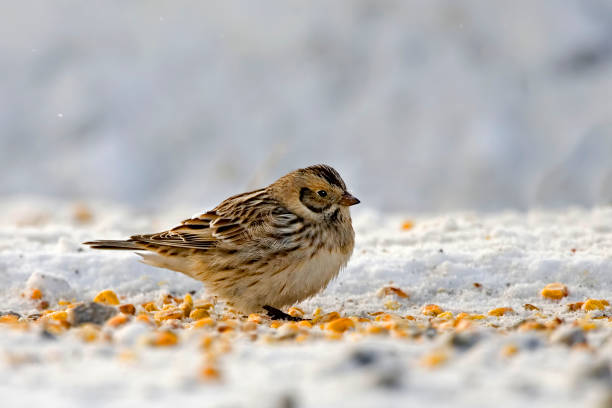 istock Lapland Longspur or Bunting, Calcarius lapponicus, eating corn kernals 1307392668