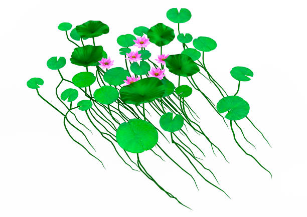3D rendering of lotus flowers isolated on white background