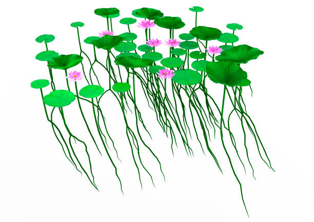 3D rendering of lotus flowers isolated on white background