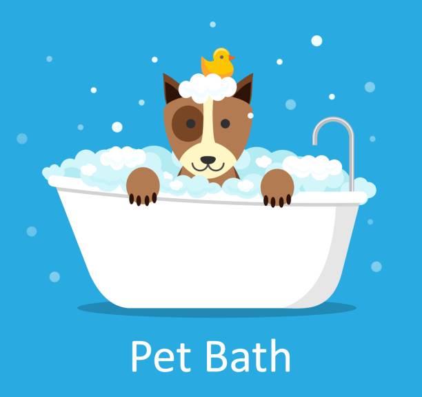 ilustrações de stock, clip art, desenhos animados e ícones de cute dog wet in bathtub, clean terrier with funny foam soap and rubber duck on head. pets indoors - dog bathtub washing puppy